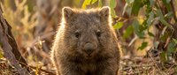 Adorable wombat sitting in natural Australian bush habitat with warm golden sunlight filtering through native vegetation creating peaceful wildlife scene.