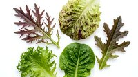 Fresh mixed salad greens including red oak leaf lettuce, savoy cabbage, arugula and frilly lettuce leaves isolated on white background for healthy cooking.