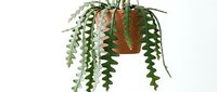 Hanging potted plant with cascading green foliage in terracotta container, isolated on white background for interior design and home decor projects.
