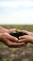Hands holding soil with young seedling sprout, agricultural growth and environmental sustainability concept for farming and gardening projects.