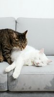 Tabby cat nuzzling sleeping white cat on gray sofa. Domestic felines bonding and showing affection indoors on comfortable furniture.