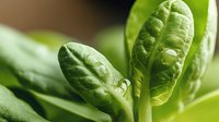 Fresh green baby spinach leaves with water droplets in macro view, natural organic produce showing detailed leaf texture and veins in morning light.