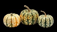 Three decorative gourd pumpkins with green and cream speckled patterns, isolated on transparent background, ready for fall clipart, stickers, t-shirt design, and print on demand.