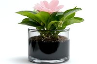 Pink gerbera daisy growing in transparent glass container with black soil, showing roots and growth layers, green leaves against white background.