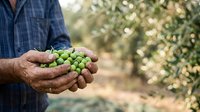 Farmer holding fresh green olives in hands at harvest time in orchard, agricultural produce and farming concept.