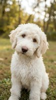 Adorable cream colored labradoodle puppy sitting in sunny park with soft bokeh background for pet care and family lifestyle content.