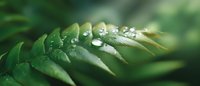 Macro shot of fresh green fern leaf with morning dew drops in soft focus. Natural pattern showing water beads on curved frond surface in garden environment.