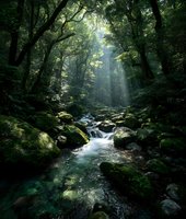 Mystical forest stream with sunbeams breaking through dense canopy, moss-covered rocks and crystal clear water creating tranquil wilderness scene.