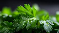 Fresh green parsley leaves with water droplets on dark background for culinary and cooking projects.