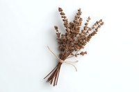 Dried lavender bouquet tied with twine on white background, natural botanical arrangement isolated for design, minimalist floral composition.