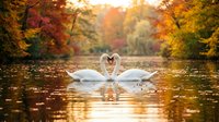 Two elegant white swans forming heart shape with necks on autumn lake surrounded by golden fall foliage creating romantic wildlife scene for wedding invitations.