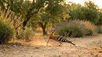 Hoopoe bird with distinctive crest and striped plumage walking on sandy ground in Mediterranean garden setting during golden hour sunset light.