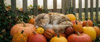 Fluffy tabby cat resting among colorful autumn pumpkins and gourds by wooden fence, perfect seasonal harvest decoration for fall holidays and thanksgiving.