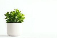 Small green succulent plant in modern white ceramic pot against minimalist white background, isolated with copy space for design use.