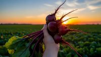 Fresh organic beetroot bunch held in hand during golden hour sunset over agricultural field with green crops in background for healthy eating concept.