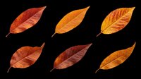 Autumn leaves in various shades of red, orange, and brown isolated on transparent background. Ready for clipart, t-shirt design, stickers, sublimation, and print-on-demand projects.