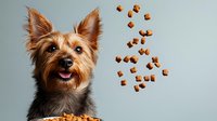 Yorkshire Terrier looking at falling dog treats against gray background. Playful pet portrait showing excited expression and anticipation for food reward.