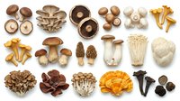 Assorted edible mushroom varieties including shiitake, oyster, chanterelle, morel and enoki fungi arranged on white background for culinary cooking ingredients.
