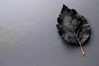 Single black dried leaf with golden stem on dark gray background, minimalist nature composition showing organic texture and decay. Artistic still life photography.