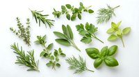 Fresh culinary herbs collection including basil, rosemary, thyme, parsley, dill and oregano arranged on white background for cooking and seasoning recipes.