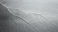 Extreme macro shot of delicate leaf veins and texture in monochrome gray tones showing intricate natural patterns and botanical details. Artistic nature photography.