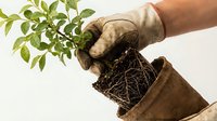 Gloved hands removing a young green plant with exposed roots from a biodegradable pot, ready for transplanting in garden or nursery.