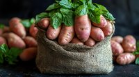 Fresh organic fingerling potatoes with green leaves in rustic burlap sack on dark background. Natural farm produce for cooking and food photography.