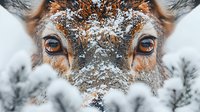 Close-up portrait of reindeer face covered in snow with striking orange eyes during winter season for wildlife and nature photography projects.