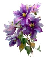 Purple clematis flowers with green leaves in watercolor style isolated on white background for botanical art and floral design projects.