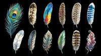 Colorful bird feathers collection isolated on transparent background, ready for stickers, t-shirt design, print on demand, clipart, and sublimation projects.