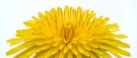Bright yellow dandelion flower with layered petals isolated on white background, suitable for botanical designs, nature graphics, and educational materials.