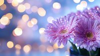 Pink gerbera daisies with water drops against blurred bokeh lights background creating dreamy atmosphere for romantic and spring designs.