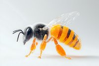 Detailed macro view of honey bee with black and orange stripes on white background, showing wings, legs and antennae in sharp focus. Suitable for nature education.