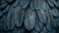 Dark teal feathers with water droplets in macro photography, creating mysterious moody atmosphere. Natural pattern of bird plumage shows intricate texture details.