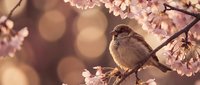 Small brown sparrow perched on blooming cherry blossom branch with soft pink flowers and warm golden bokeh background creating peaceful spring scene.