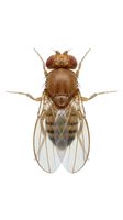 Brown fruit fly with red compound eyes and transparent wings displayed from above on white background for scientific and educational use.
