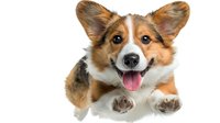 Happy Welsh Corgi puppy with tongue out and perked ears on white background, looking up at camera with playful expression. Isolated pet portrait for design use.