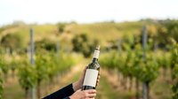 Sommelier holding wine bottle with vineyard rows in background, showcasing harvest season and winemaking industry for promotional and editorial use.