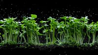 Fresh microgreens growing in soil against black background, perfect for healthy eating lifestyle, food photography and restaurant menu design.
