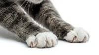 Close-up of gray tabby cat paws with white toes and sharp claws on white background, isolated for veterinary and pet care use.