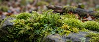 Lush green moss and small ferns growing on weathered stone surface in natural forest environment with soft bokeh background for organic design projects.