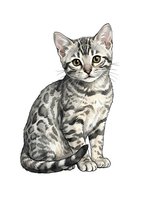 Tabby kitten with striking green eyes sitting and looking forward, isolated on white background for design projects.