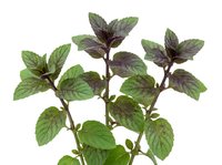 Isolated mint plant with green and purple leaves on white background, suitable for culinary, herbal, and botanical design projects including packaging, web graphics, and educational materials.