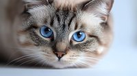 Close up portrait of ragdoll cat with striking blue eyes and cream colored fur with dark points, looking directly at camera against soft blurred background.
