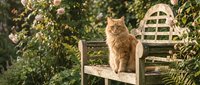 Ginger cat sitting on wooden garden chair surrounded by green climbing ivy and foliage in outdoor setting.