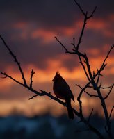 Cardinal bird silhouette perched on bare winter branches against dramatic orange and purple sunset sky with moody storm clouds for nature photography.