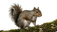 Fox squirrel standing on moss-covered branch with fluffy tail raised, displaying alert posture. Wildlife and nature stock photography for educational and editorial use.