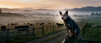 Australian cattle dog sitting on wooden fence overlooking misty farmland at sunrise with grazing livestock in pastoral countryside setting.