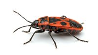 Red and black spotted beetle insect isolated on white background, suitable for educational materials, nature illustrations, and design projects.