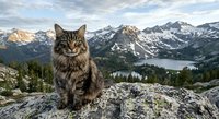 Tabby cat sitting on rocky mountain summit with snow-capped peaks and alpine lake in background during golden hour sunset light creating majestic wilderness scene.